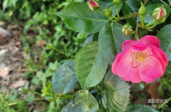 【折疊屏手機(jī)里的春天】養(yǎng)花