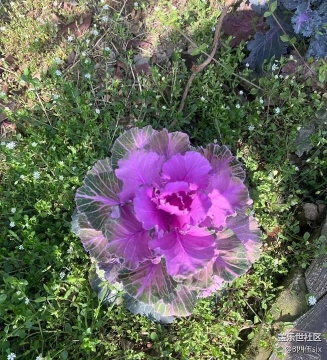 【春日限定】摘草莓