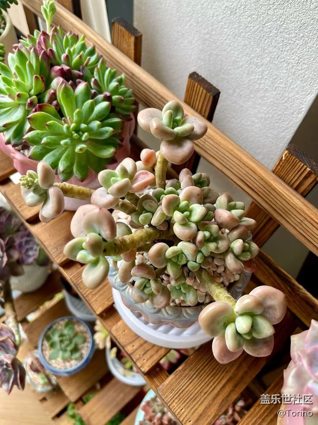 【折疊屏手機(jī)里的春天】小肉肉