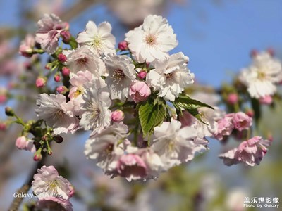 【春光里】抬頭遇見(jiàn)滿(mǎn)樹(shù)櫻花