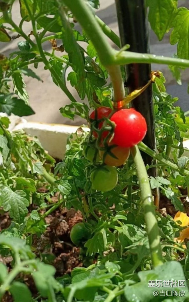 【折疊屏手機里的春天】閃亮的春天