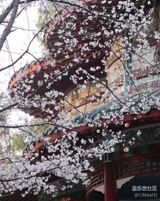 【折疊屏手機(jī)里的春天】春花開