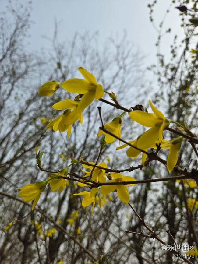 【繁花入夢(mèng)】春日小黃花