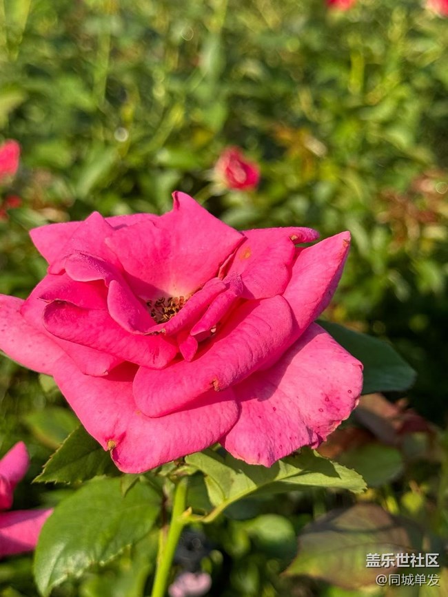 【折疊屏手機里的春天】玫瑰谷