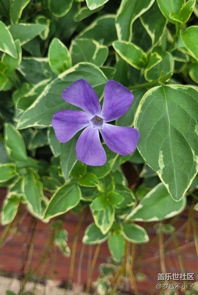 【折疊屏手機(jī)里的春天】養(yǎng)花