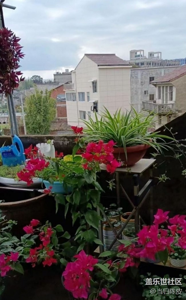 【折疊屏手機里的春天】閃亮的春天