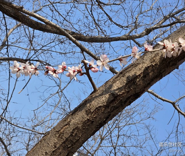 【春光拾趣】映春色