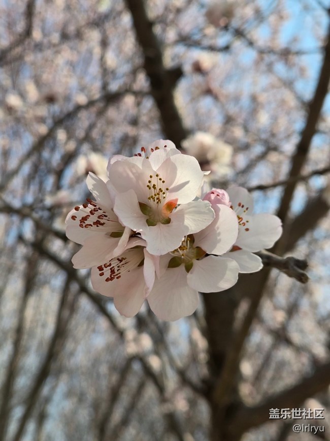 【繁花入夢】桃花初開