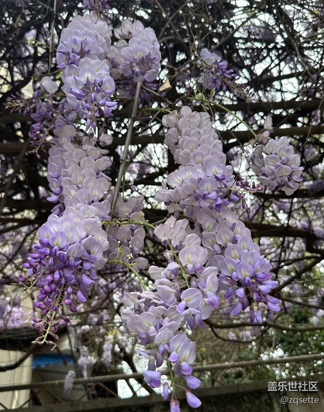 【折疊屏手機(jī)里的春天】紫藤花