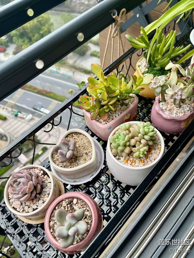 【折疊屏手機(jī)里的春天】小肉肉