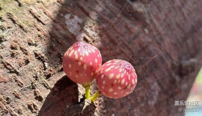 【折疊屏手機里的春天】小精靈