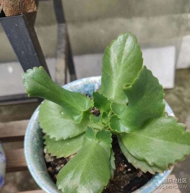 【折疊屏手機里的春天】后花園