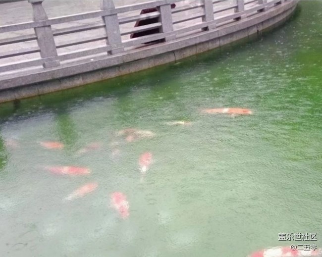 【春日限定】春雨