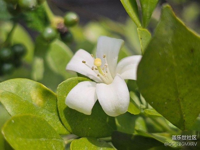 【春日限定】春天