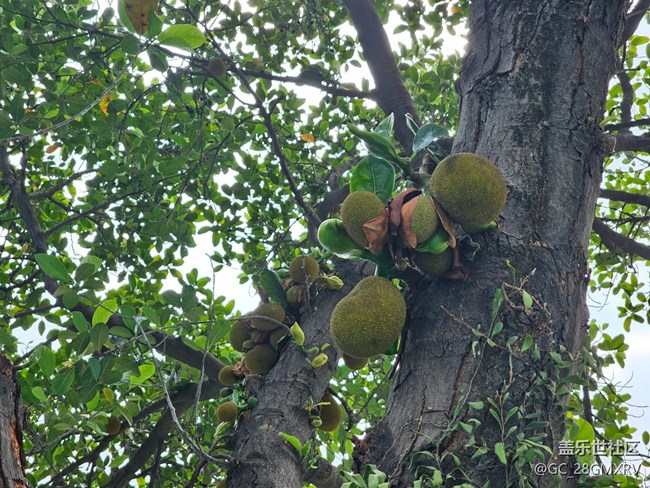 【春日限定】春天