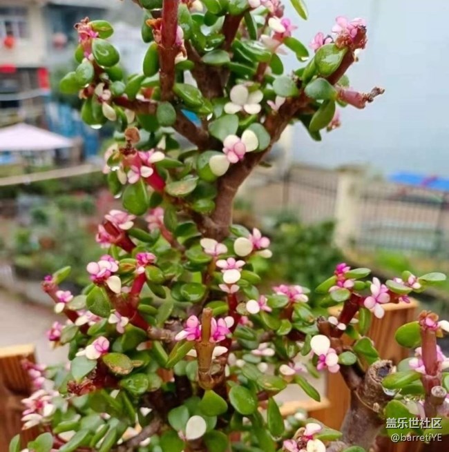 【折疊屏手機里的春天】花開滿枝頭