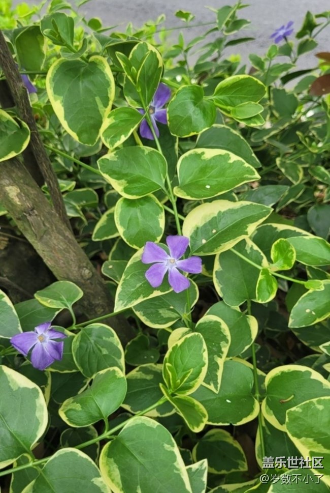 【折疊屏手機(jī)里的春天】養(yǎng)花