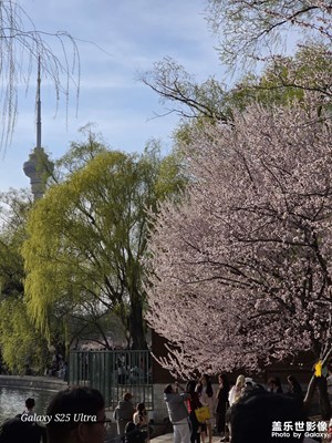 【春光里】櫻花開(kāi)滿(mǎn)玉淵潭