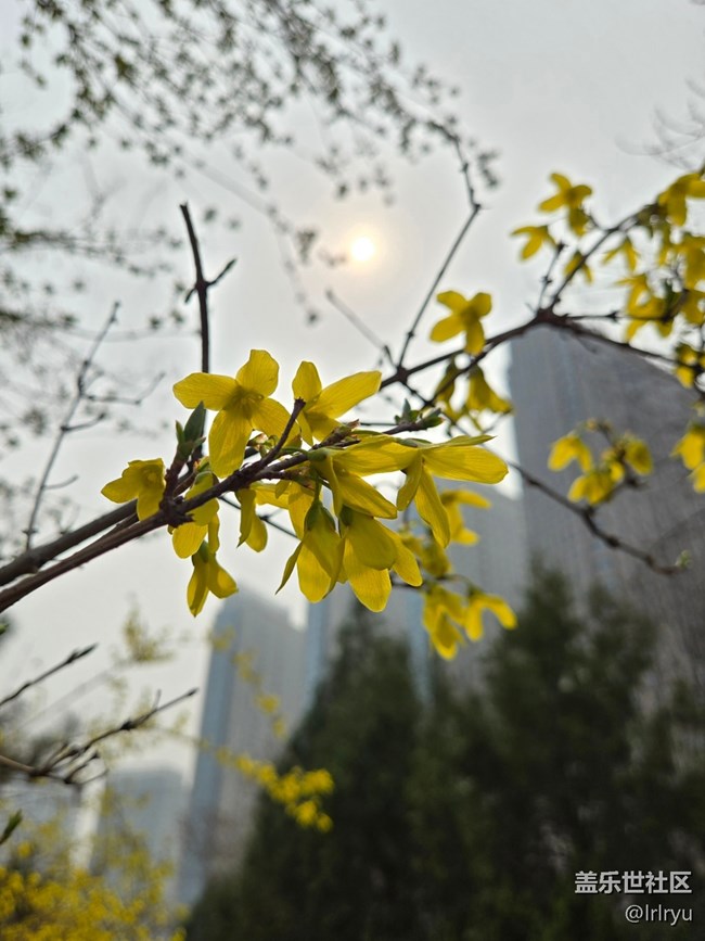 【繁花入夢(mèng)】春日小黃花