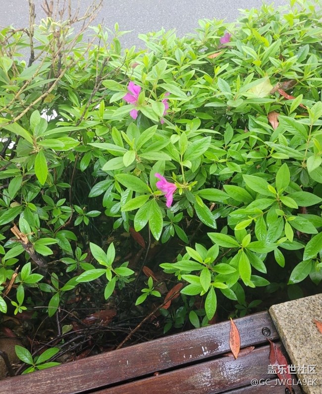 【折疊屏手機(jī)里的春天】花開(kāi)滿