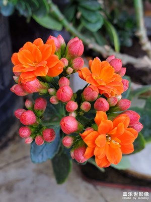 【春光里】花意和綠樹