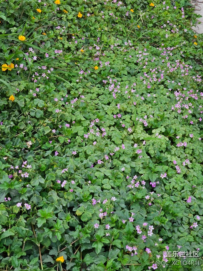 【春日限定】春日記憶