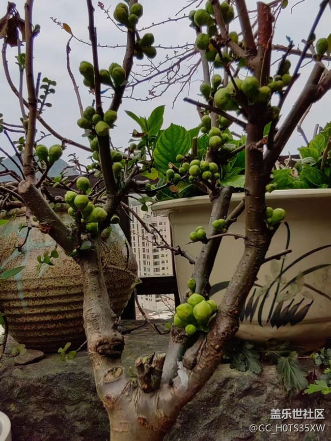 【折疊屏手機(jī)里的春天】芽芽樂(lè)