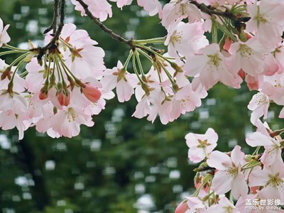 【春光里】+櫻花季