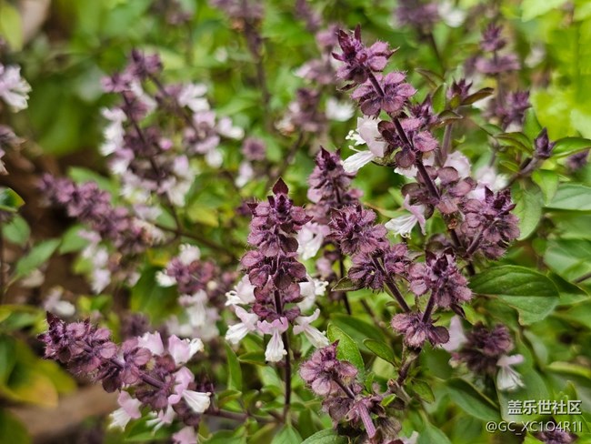 【春日限定】春日記憶