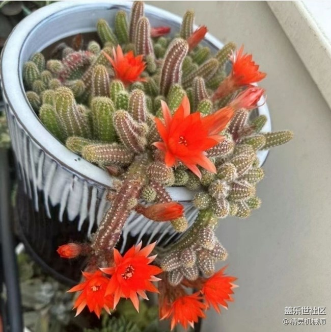 【春日限定】開花了