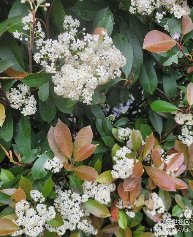 【折疊屏手機(jī)里的春天】花開(kāi)滿