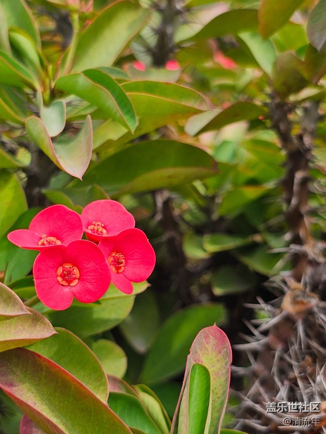 【春日限定】春日賞花