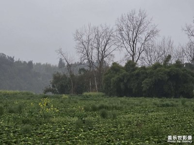 【春光里】綠意