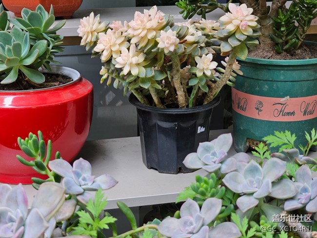 【折疊屏手機里的春天】春日漫步