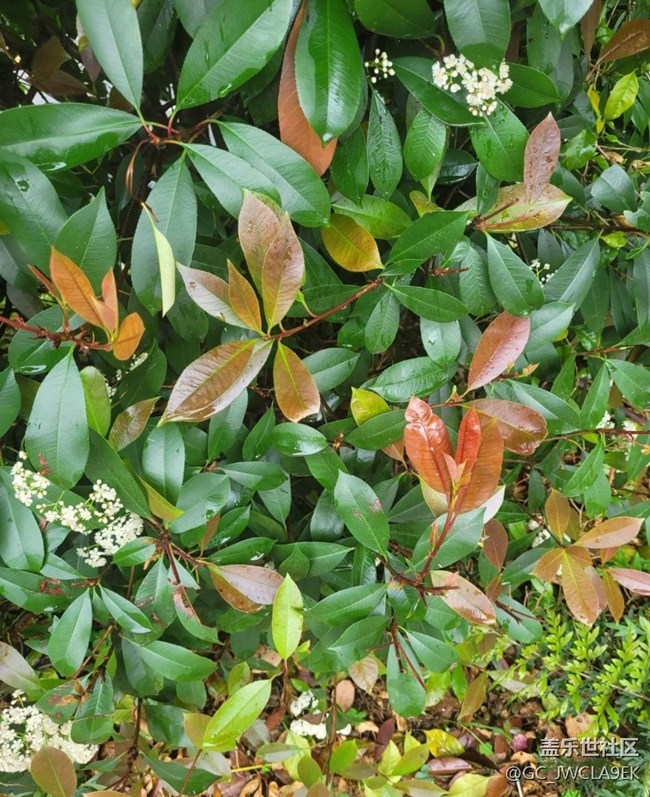 【折疊屏手機(jī)里的春天】花開(kāi)滿