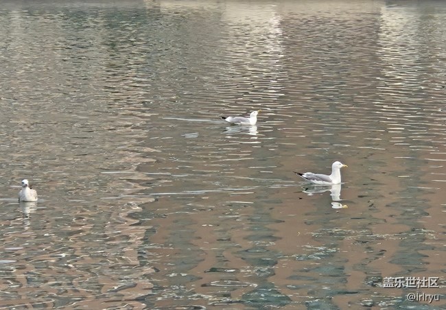 【折疊屏手機(jī)里的春天】春日點(diǎn)滴