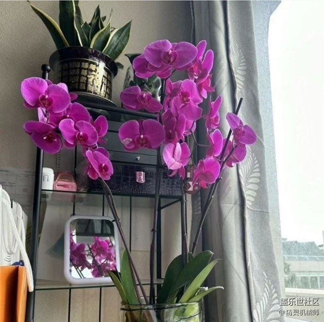 【春日限定】開花了
