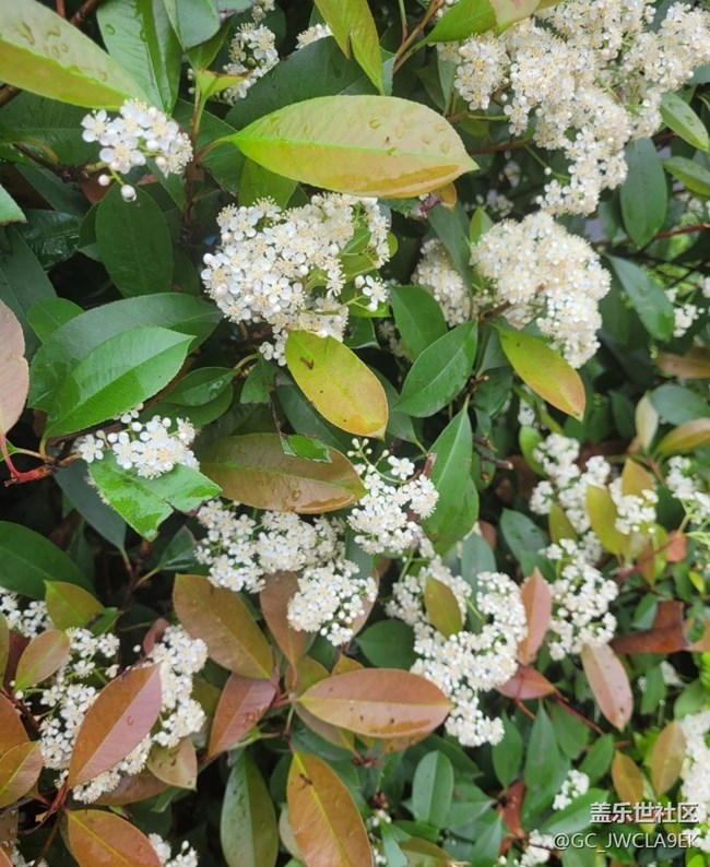 【折疊屏手機(jī)里的春天】花開(kāi)滿