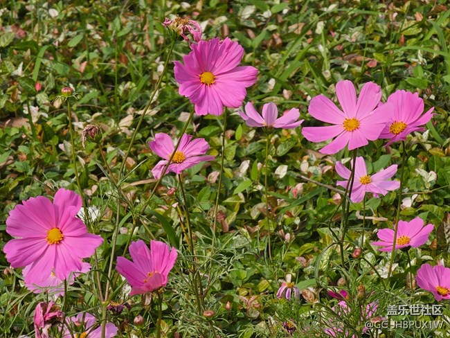 【折疊屏手機里的春天】假期