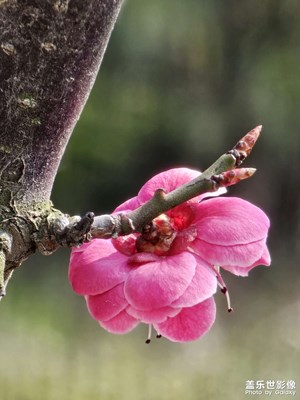 【春光里】+春花綻放