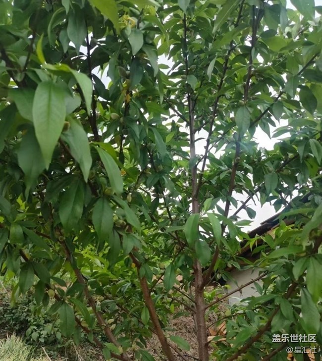 【春日限定】家鄉(xiāng)春景