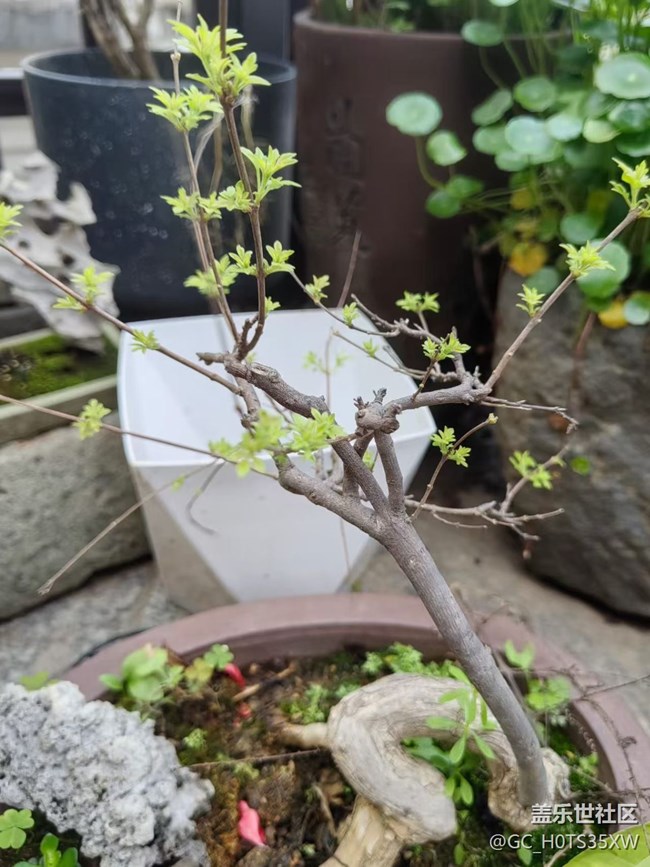 【折疊屏手機(jī)里的春天】芽芽樂(lè)