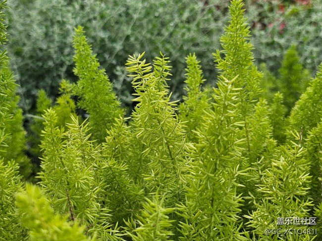 【春日限定】春日記憶