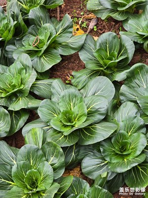 說三倍鏡頭不行的，我拍出了超清晰照片！