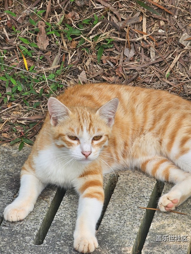 【春日限定】春日賞花