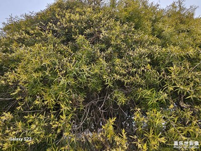 【春光里】春光