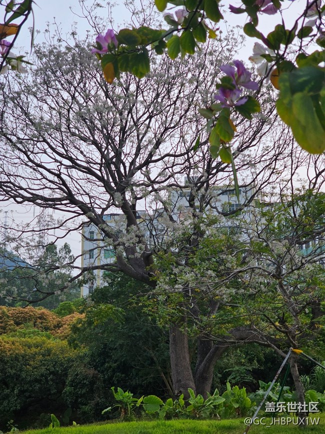 【春日限定】感受好春光