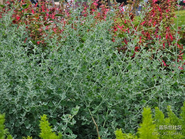 【春日限定】春日記憶