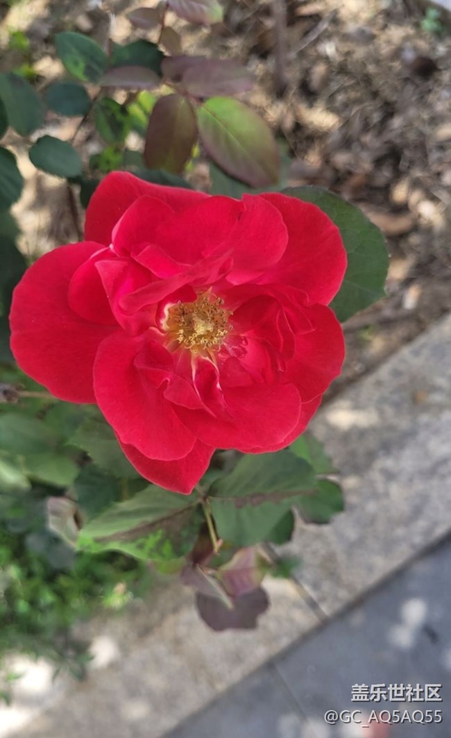 【折疊屏手機(jī)里的春天】玫瑰