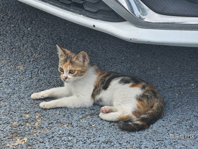 【折疊屏手機(jī)里的春天】春天散步